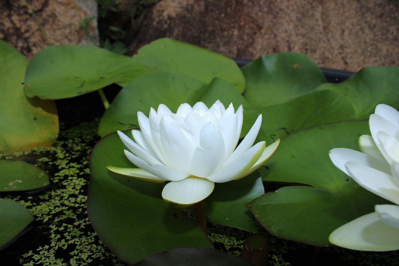 Home Serene white lotus flower resting on vibrant green lily pads in a tranquil pond setting.